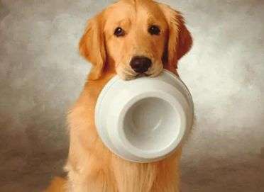 經驗分享，狗狗嘔吐黃水怎么辦呢？